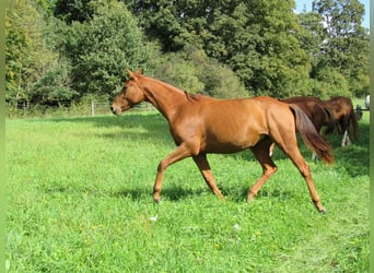Deutsches Sportpferd, Stute, 2 Jahre