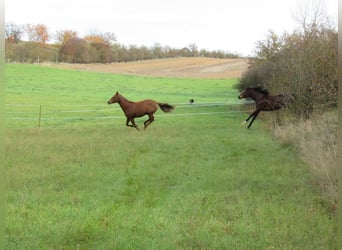 Deutsches Sportpferd, Stute, 2 Jahre