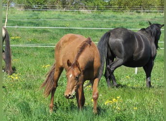 Deutsches Sportpferd, Stute, 2 Jahre