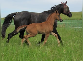 Deutsches Sportpferd, Stute, 2 Jahre
