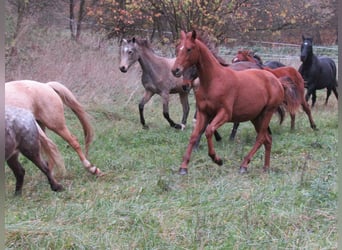 Deutsches Sportpferd, Stute, 2 Jahre