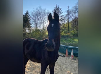 Deutsches Sportpferd, Stute, 2 Jahre, Dunkelbrauner