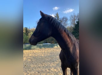 Deutsches Sportpferd, Stute, 2 Jahre, Dunkelbrauner