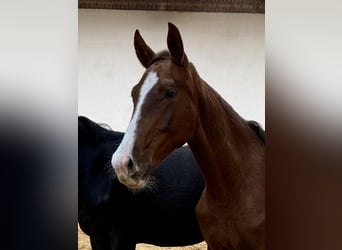 Deutsches Sportpferd, Stute, 2 Jahre, Dunkelfuchs