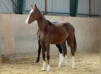 Deutsches Sportpferd, Stute, 2 Jahre, Dunkelfuchs
