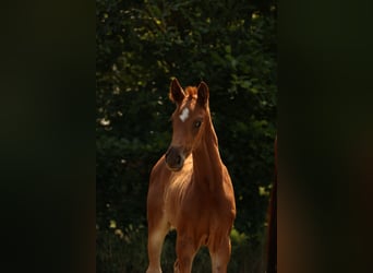 Deutsches Sportpferd, Stute, 2 Jahre, Dunkelfuchs