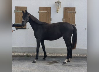 Deutsches Sportpferd, Stute, 2 Jahre, Rappe