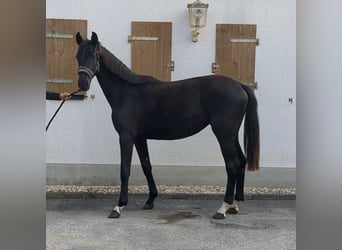 Deutsches Sportpferd, Stute, 2 Jahre, Rappe