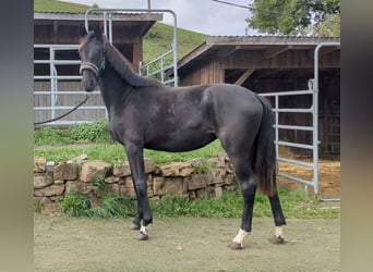 Deutsches Sportpferd, Stute, 2 Jahre, Rappe