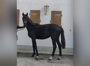Deutsches Sportpferd, Stute, 2 Jahre, Rappe