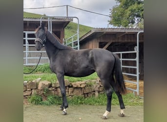 Deutsches Sportpferd, Stute, 2 Jahre, Rappe