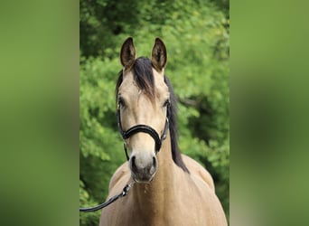 Deutsches Sportpferd, Stute, 3 Jahre, 153 cm, Buckskin