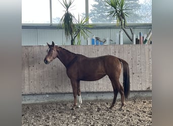 Deutsches Sportpferd, Stute, 3 Jahre, 153 cm, Fuchs