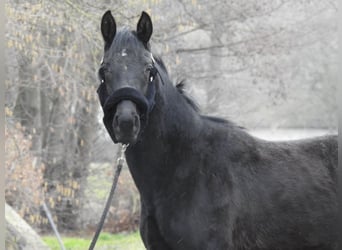 Deutsches Sportpferd, Stute, 3 Jahre, 155 cm