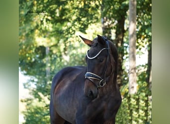 Deutsches Sportpferd, Stute, 3 Jahre, 155 cm, Dunkelbrauner