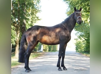 Deutsches Sportpferd, Stute, 3 Jahre, 155 cm, Dunkelbrauner