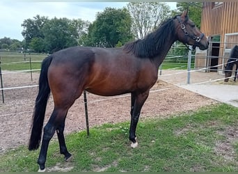 Deutsches Sportpferd, Stute, 3 Jahre, 157 cm, Dunkelbrauner