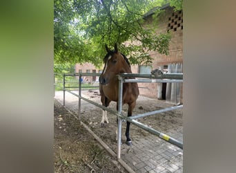 Deutsches Sportpferd, Stute, 3 Jahre, 158 cm, Brauner