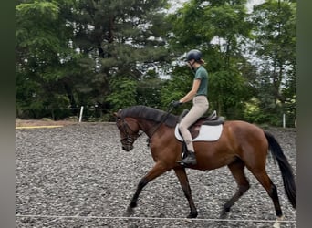 Deutsches Sportpferd, Stute, 3 Jahre, 159 cm, Brauner