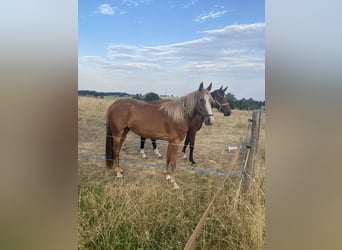 Deutsches Sportpferd, Stute, 3 Jahre, 159 cm, Fuchs