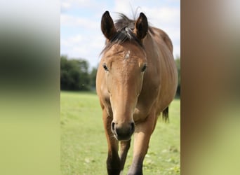 Deutsches Sportpferd, Stute, 3 Jahre, 160 cm, Brauner
