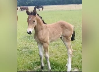 Deutsches Sportpferd, Stute, 3 Jahre, 160 cm, Brauner