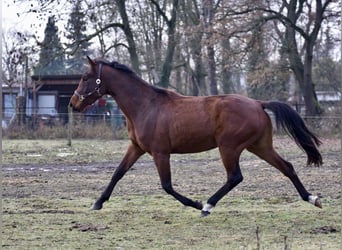 Deutsches Sportpferd, Stute, 3 Jahre, 160 cm, Brauner