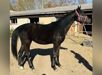 Deutsches Sportpferd, Stute, 3 Jahre, 160 cm, Rappe