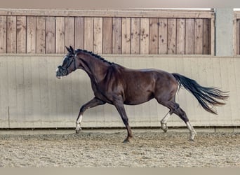 Deutsches Sportpferd, Stute, 3 Jahre, 161 cm, Dunkelfuchs