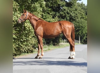 Deutsches Sportpferd, Stute, 3 Jahre, 161 cm, Fuchs