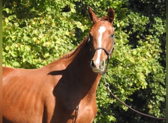 Deutsches Sportpferd, Stute, 3 Jahre, 161 cm, Fuchs