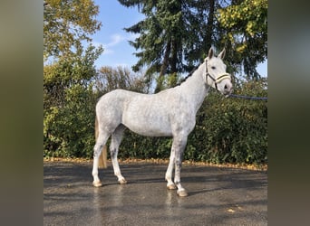 Deutsches Sportpferd, Stute, 3 Jahre, 161 cm, Schimmel