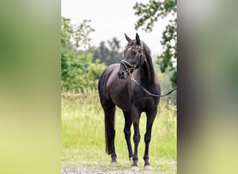 Deutsches Sportpferd, Stute, 3 Jahre, 161 cm, Schwarzbrauner