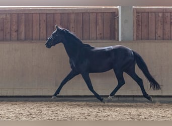 Deutsches Sportpferd, Stute, 3 Jahre, 161 cm, Schwarzbrauner