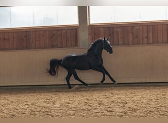 Deutsches Sportpferd, Stute, 3 Jahre, 161 cm, Schwarzbrauner