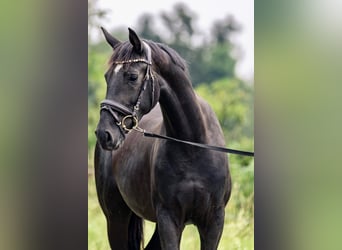 Deutsches Sportpferd, Stute, 3 Jahre, 161 cm, Schwarzbrauner