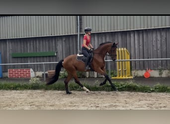 Deutsches Sportpferd, Stute, 3 Jahre, 162 cm, Brauner