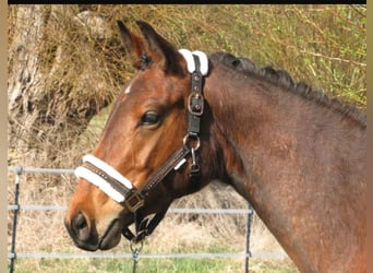 Deutsches Sportpferd, Stute, 3 Jahre, 162 cm, Brauner
