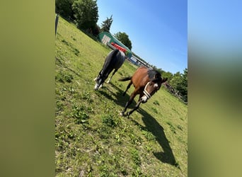 Deutsches Sportpferd, Stute, 3 Jahre, 162 cm, Brauner