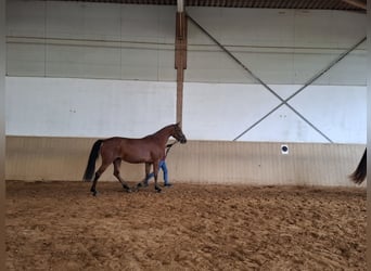 Deutsches Sportpferd, Stute, 3 Jahre, 162 cm, Brauner