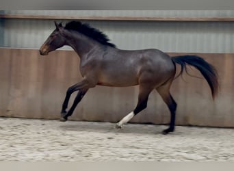 Deutsches Sportpferd, Stute, 3 Jahre, 162 cm, Brauner