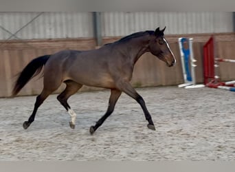 Deutsches Sportpferd, Stute, 3 Jahre, 162 cm, Brauner