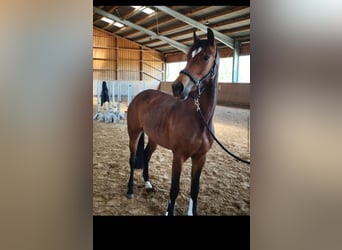 Deutsches Sportpferd, Stute, 3 Jahre, 162 cm, Brauner