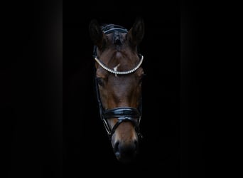 Deutsches Sportpferd, Stute, 3 Jahre, 162 cm, Dunkelbrauner