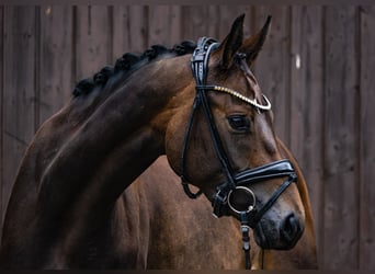 Deutsches Sportpferd, Stute, 3 Jahre, 162 cm, Dunkelbrauner