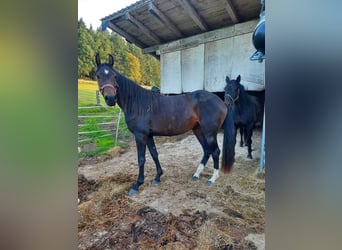 Deutsches Sportpferd, Stute, 3 Jahre, 162 cm, Dunkelbrauner
