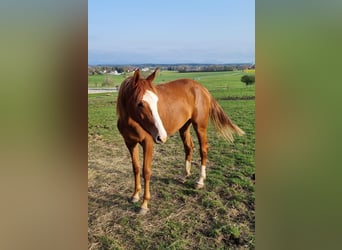 Deutsches Sportpferd, Stute, 3 Jahre, 162 cm, Fuchs