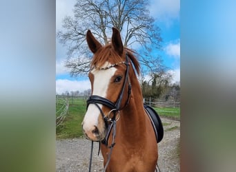 Deutsches Sportpferd, Stute, 3 Jahre, 162 cm, Fuchs