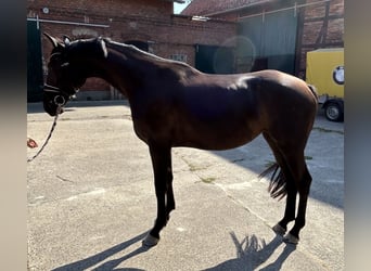 Deutsches Sportpferd, Stute, 3 Jahre, 162 cm, Rappe