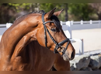 Deutsches Sportpferd, Stute, 3 Jahre, 163 cm, Brauner